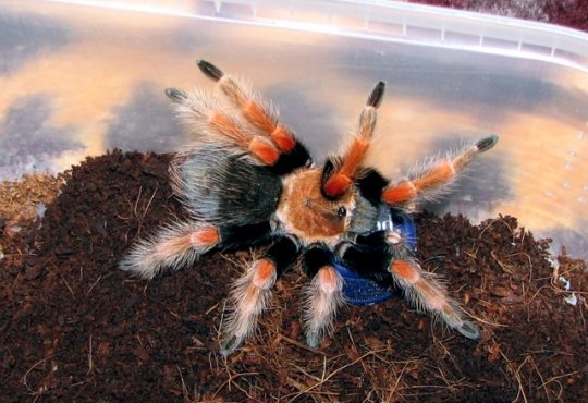 Brachypelma boehmei