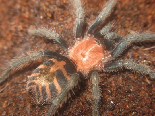 Cyclosternum fasciatum