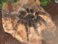 Lasiodora parahybana