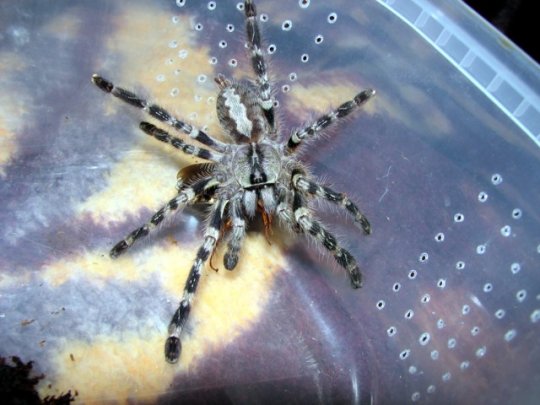 Poecilotheria regalis