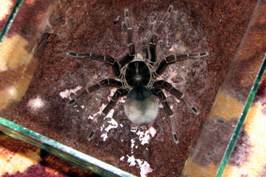 Theraphosa blondi