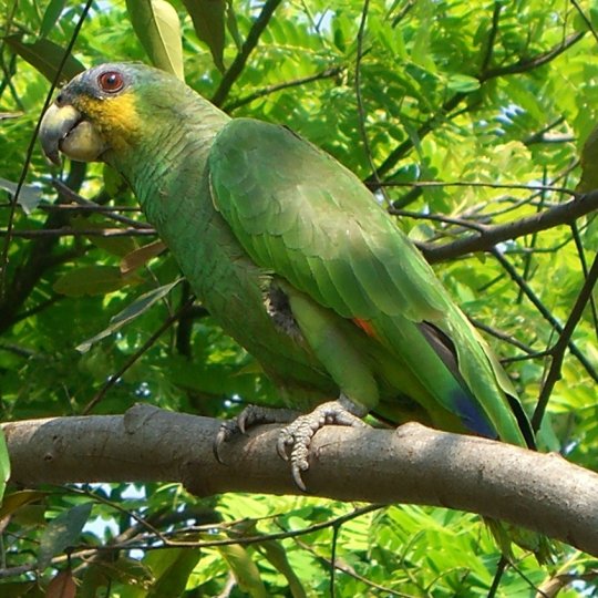 Amazona amazonica