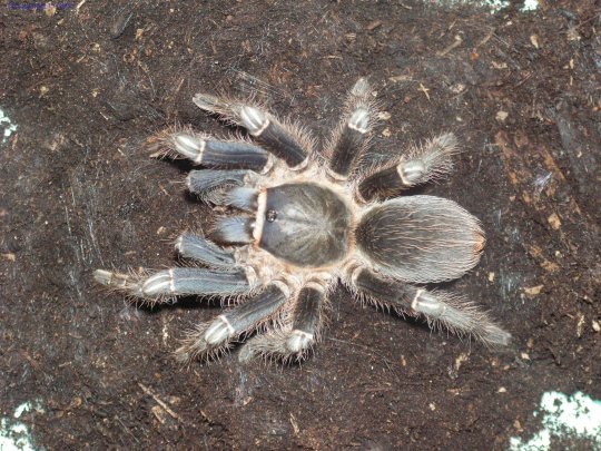 Aphonopelma seemani