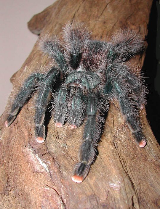 Avicularia avicularia