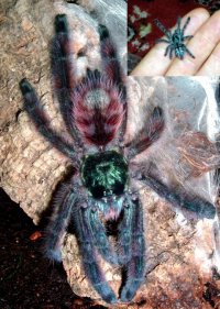 Avicularia versicolor Juvenilul