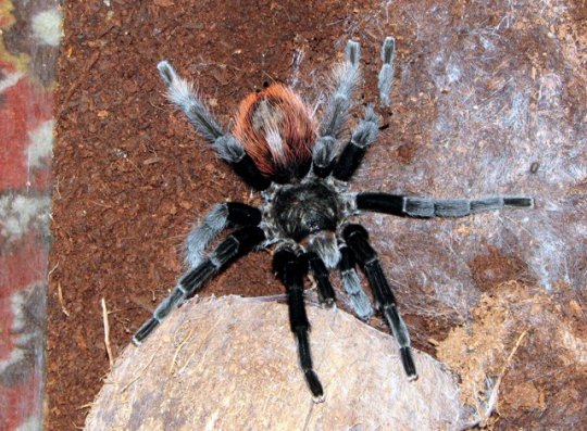 Brachypelma vagans