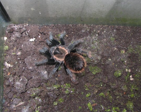 Brachypelma verdezi