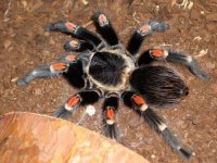 Brachypelma auratum