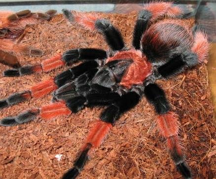 Brachypelma emilia