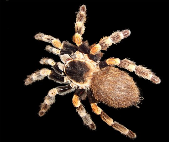 Brachypelma smithi