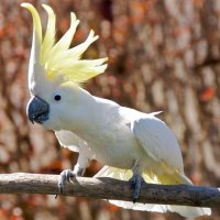 Cacatua galerita