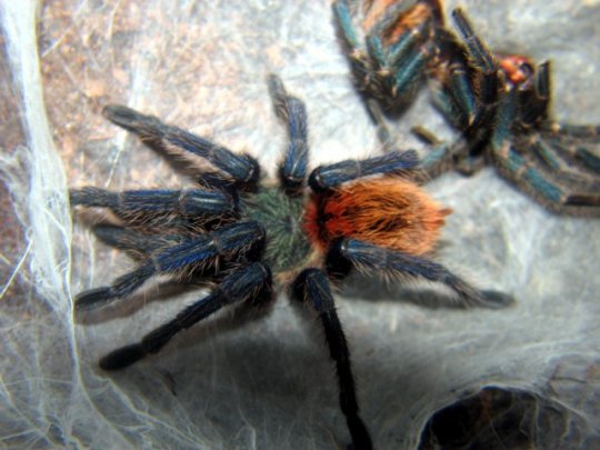 Chromatopelma cyaneopubescens