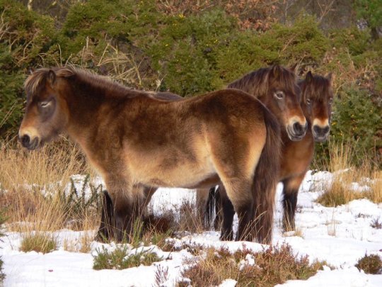 Exmoor Pony