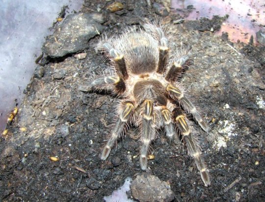 Grammostola aureostriata