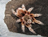 Grammostola rosea