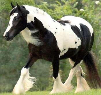 Gypsy Vanner