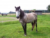 Lusitano