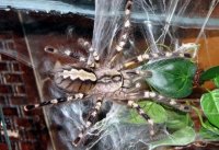 Poecilotheria fasciata