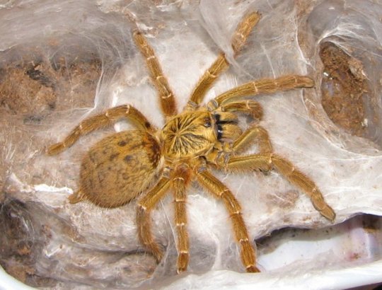 Pterinochilus murinus