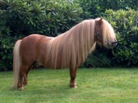 Shetland Pony