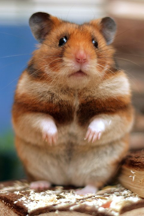 Hamster sirian (auriu)