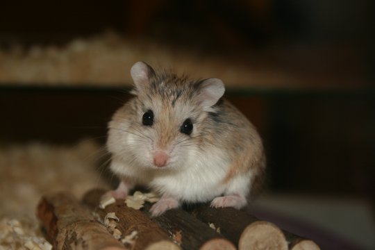 Hamster Roborovski