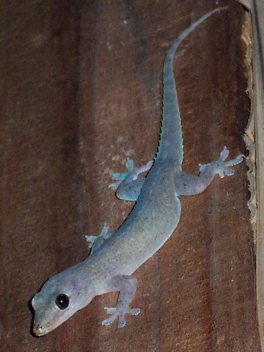 Hemidactylus frenatus