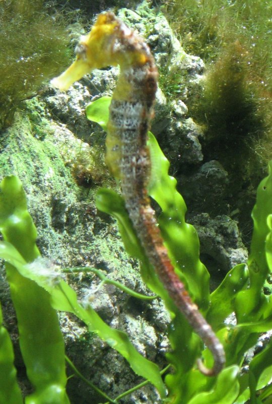 Hippocampus reidi