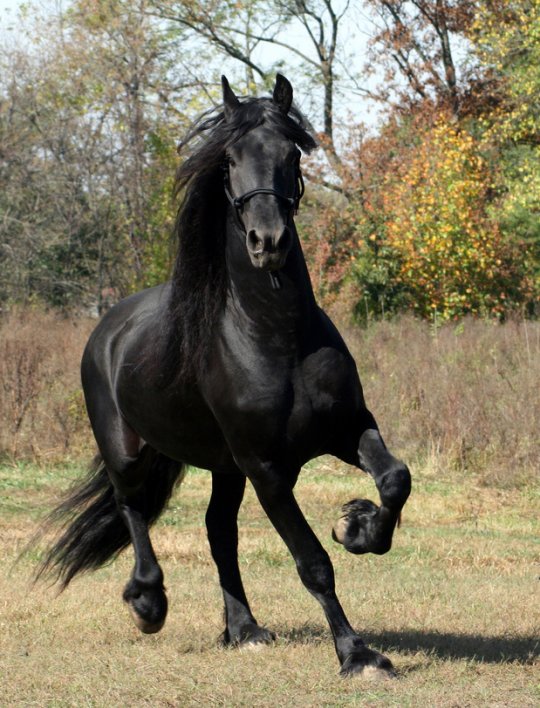 Friesian