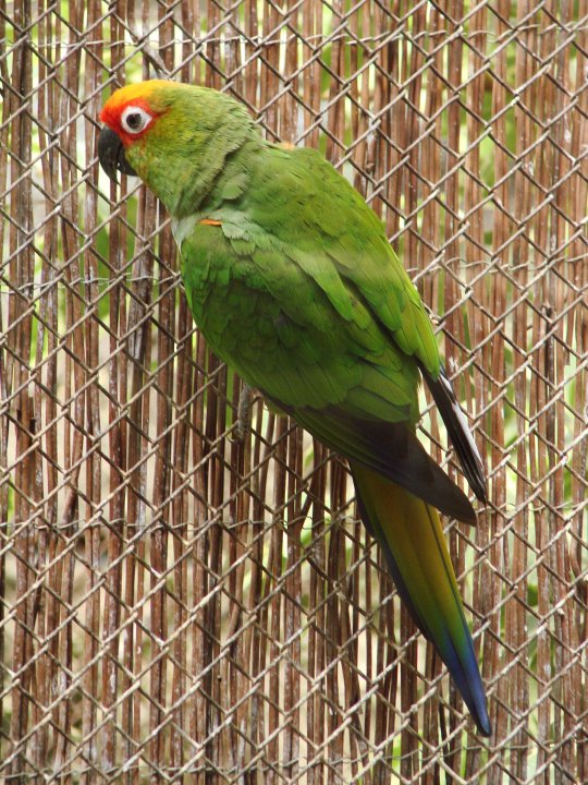 Aratinga auricapilla