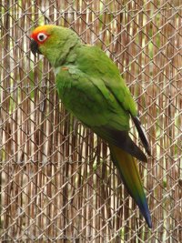 Aratinga auricapilla