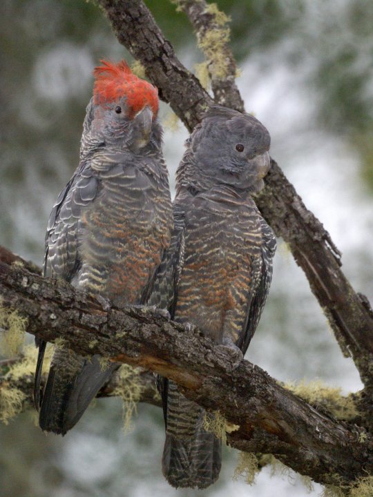 Callocephalon fimbriatum