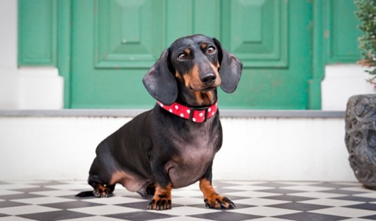 Dachshund (Teckel)