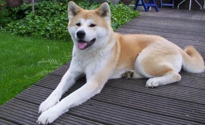 Akita inu