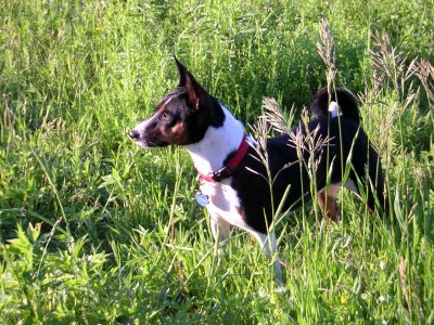 Basenji