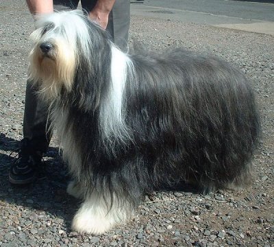 Bearded collie