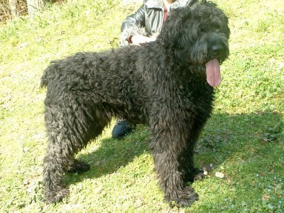 Bouvier des flandres