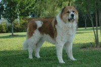 Caucasian shepherd