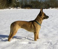 Belgian shepherd dog malinois