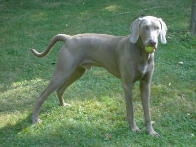 Weimaraner