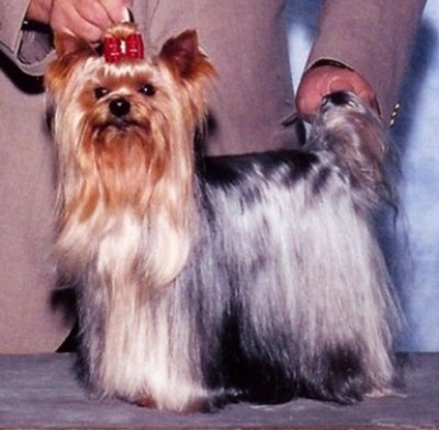 Yorkshire terrier