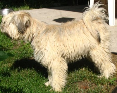 Tibetan terrier