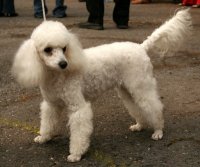 Poodle caniche miniature