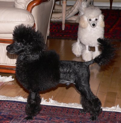 Poodle caniche toy