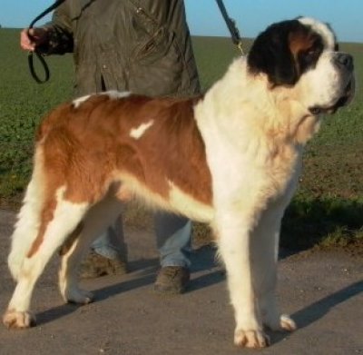 Saint bernard alpine mastiff