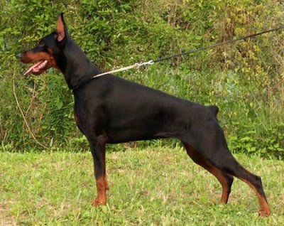 Doberman pinscher