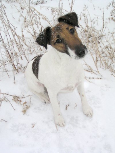 Fox terrier smooth