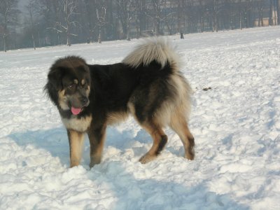 Tibetan mastiff