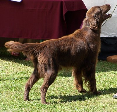 Flat coated retriever