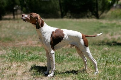 Pointer english pointer